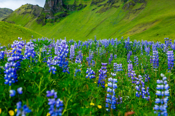 Pintoresco paisaje con naturaleza verde en Islandia durante el verano. Imagen con una naturaleza muy tranquila e inocente. - Foto, imagen