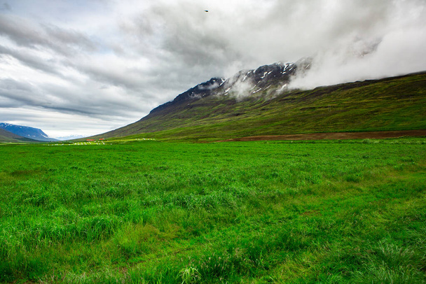 Picturesque landscape with green nature in Iceland during summer. Image with a very quiet and innocent nature. - Foto, immagini