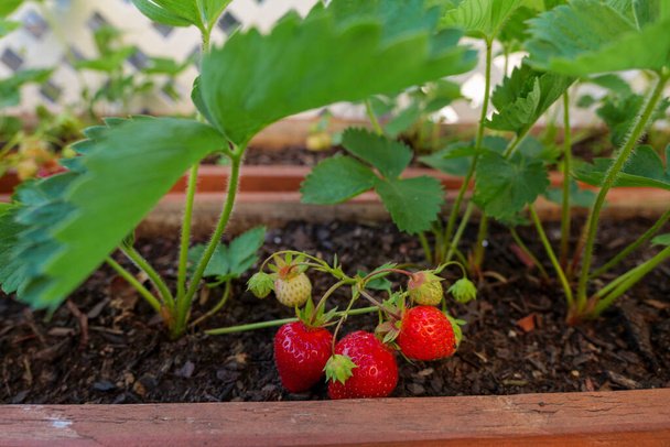 Macro of strawberries grown in the vegetable garden. backyard organic berries. High-quality photo - Foto, immagini