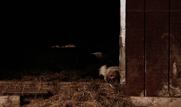 black and white pig lies in a barn on a farm. High quality photo - Fotó, kép
