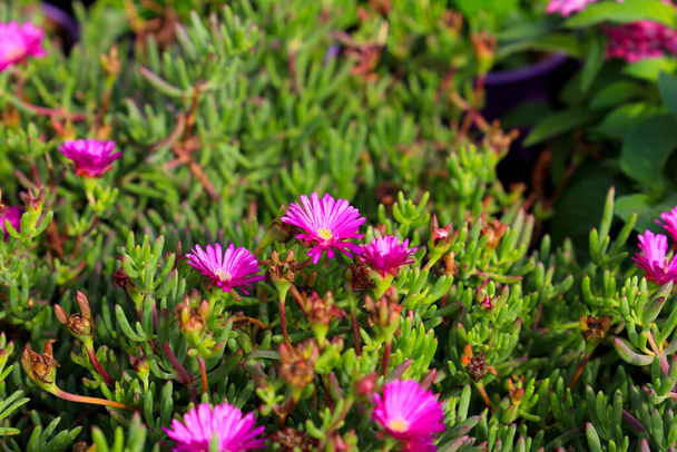 Colorful Delosperma cooperi plants in the garden - 写真・画像