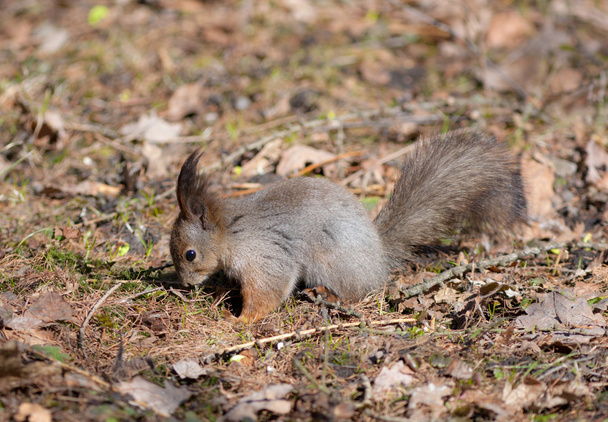 das Eichhörnchen sucht nach Mahlzeit - Foto, Bild