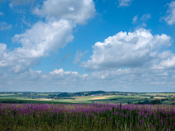 purple flowers in rural countryside of northern luxemburg under blue sky with clouds in summer - Foto, immagini