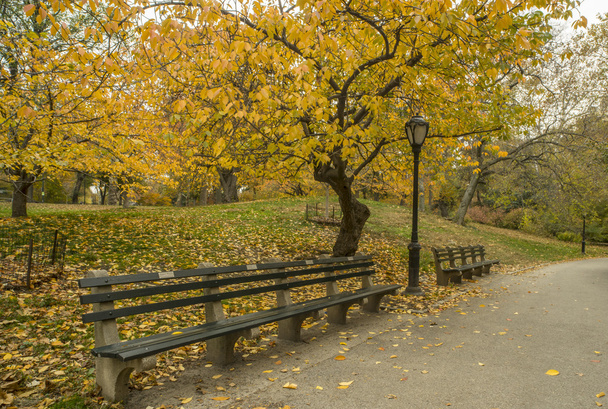 Central Park, New York - Photo, image