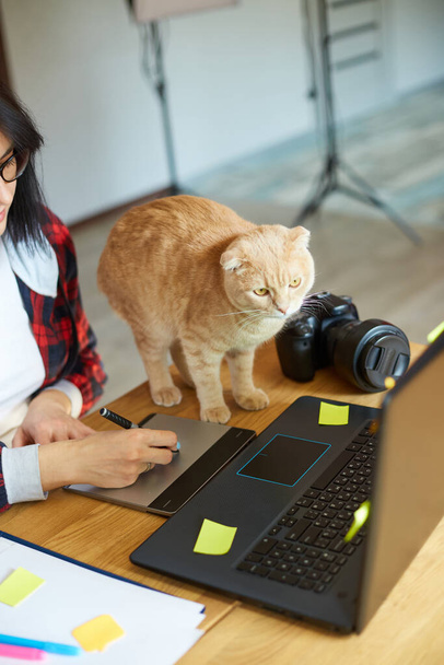 Şirin kedisi olan yaratıcı kadın fotoğrafçı, grafik tablet ve stil kalem kullanıyor, masa başında çalışıyor ve tablet bilgisayardaki fotoğrafı rötuşluyor, fotoğraf stüdyosundaki evcil hayvan merkezindeki iş yerinde çalışıyor. - Fotoğraf, Görsel