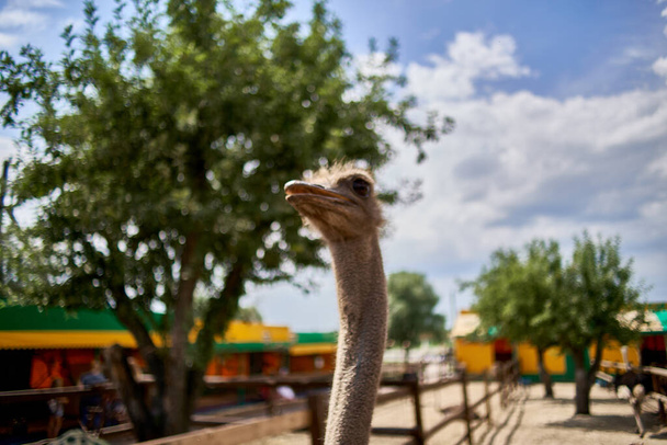 Страус на экологической ферме в зоопарке, голубое небо - Фото, изображение