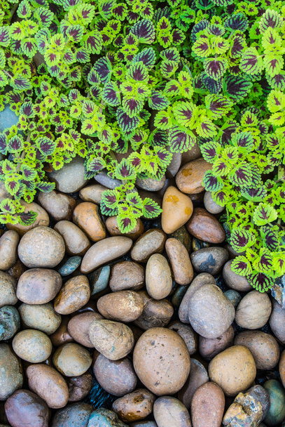 The flame nettle (coleus) leaves and pebbles background - Photo, Image