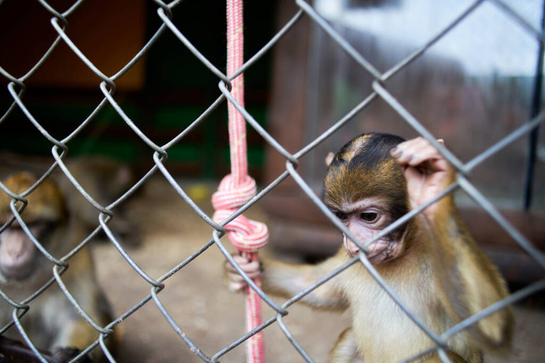 A small monkey in a cage at the zoo eats food, cage aviary - Foto, Imagem