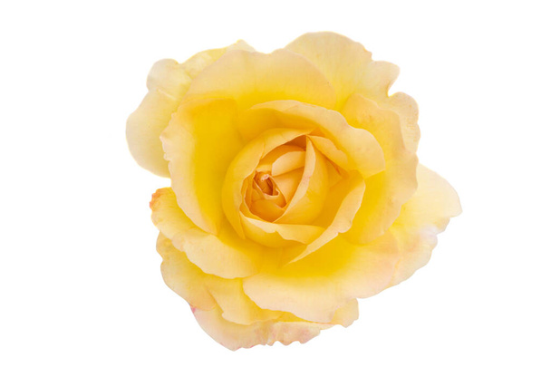 Κίτρινο τριαντάφυλλο απομονωμένο σε λευκό φόντο - Φωτογραφία, εικόνα