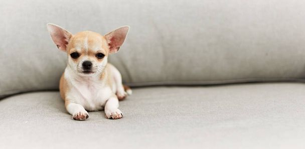 Beau petit chien chihuahua couché assis sur le canapé à la maison - Photo, image
