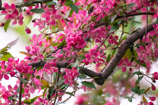 Рожеве яблуко цвіте, ніжні квіти на гілці. Яблуня весна ніжні яскраво-рожеві квіти цвітуть в саду крупним планом з розмитим фоном
 - Фото, зображення