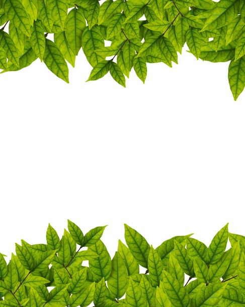zielone liście na białym tle - Zdjęcie, obraz