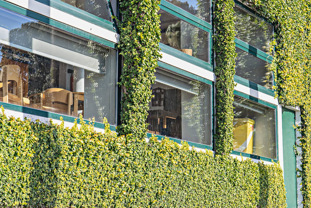 Bürofenster und Gebäudefassade ganze Pflanzen mit Heckenpflanzen bedeckt. Hecke, grüne Mauer. Begrünung städtischer Gebäude - Foto, Bild