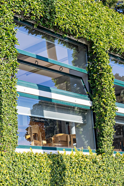 Office window is overgrown with plants. Hedge, green wall. Greening of city buildings - 写真・画像