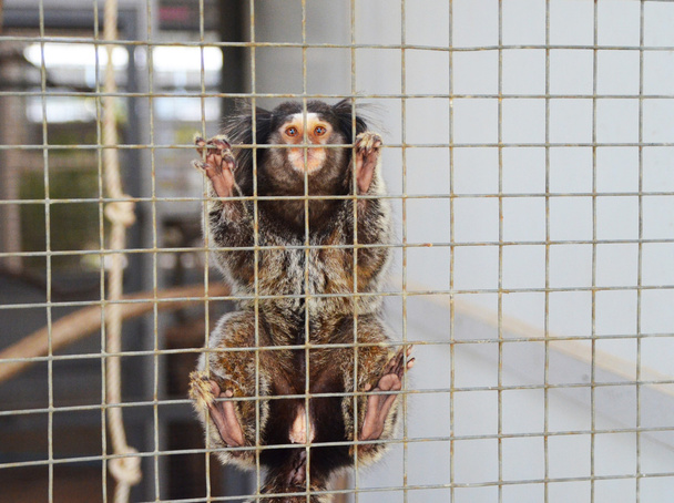 Apina eläintarhassa
 - Valokuva, kuva