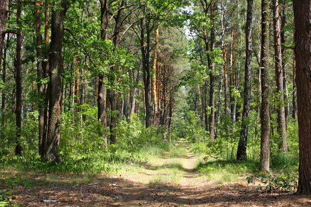 forêt mixte d'été - Photo, image