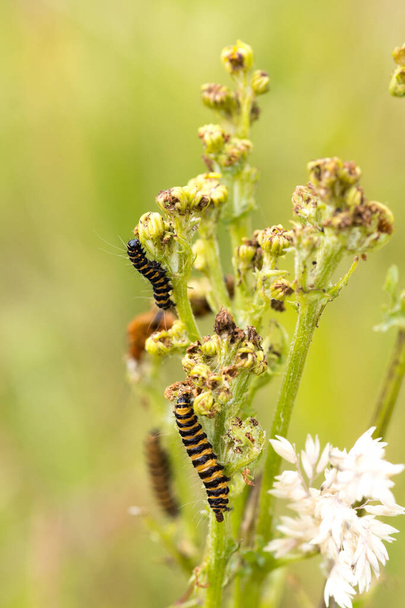 Closeup macro of black and yellow striped toxic zebra caterpillars eating from plant during summer, day time. Vlaardingen Broekpolder, The Netherlands. Zebra rups. - Photo, image