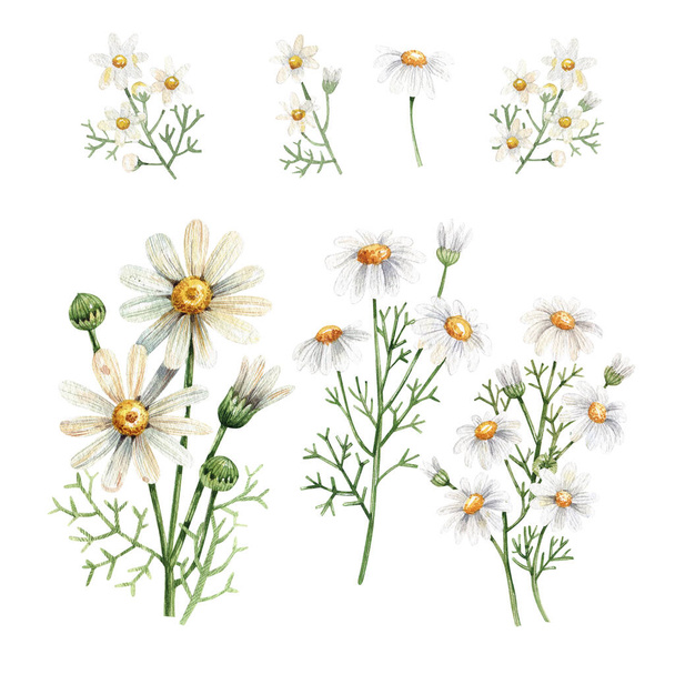 Hand drawn watercolor illustration of chamomile flowers. Flowers and buds isolated on white background. Botanical illustration - 写真・画像