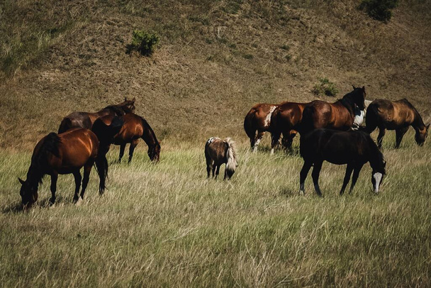 A bunch of horses grazing in the field - Foto, Imagen