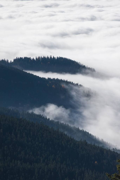 A vertical shot of lush forests on mountains enveloped in clouds in a rural area - Zdjęcie, obraz
