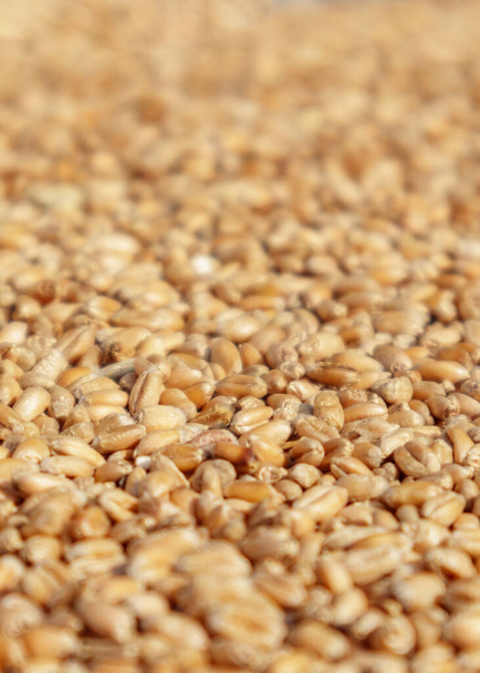 熟した黄金の小麦の収穫の終わり、選択された焦点 - 写真・画像
