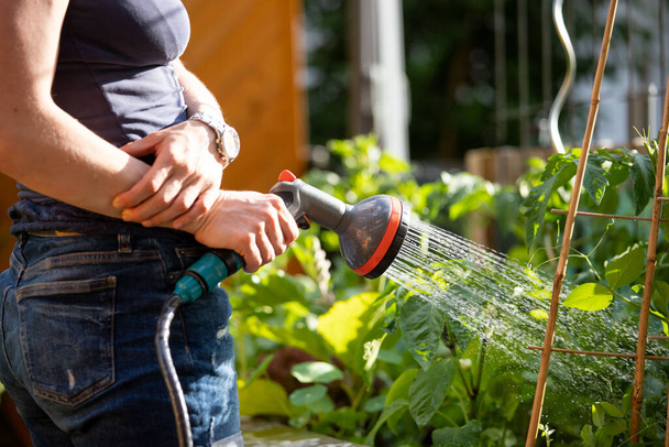 Urban gardening: Alternative woman watering fresh vegetables and herbs on fruitful soil in the own garden, raised bed. - 写真・画像