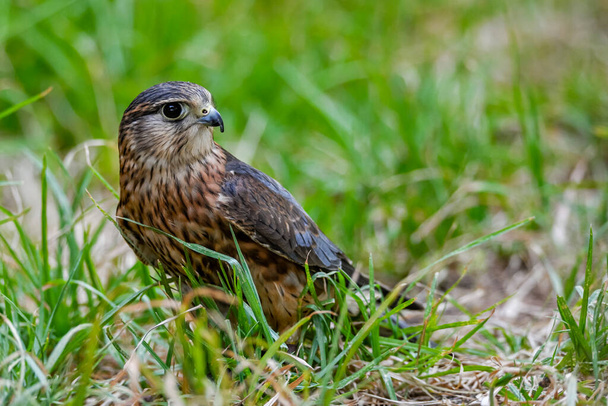 Falco columbarius oder Merlin ist eine Falkenvogelart aus der Familie der Falconidae. - Foto, Bild