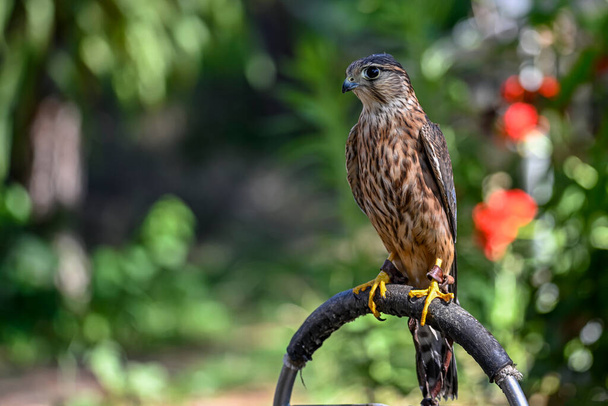 Falco columbarius oder Merlin ist eine Falkenvogelart aus der Familie der Falconidae. - Foto, Bild