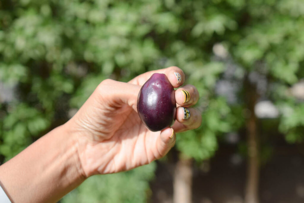 Hembra sosteniendo frutas Jamun frescas o ciruela negra, java negra o frutas de mora indias en las manos - Foto, Imagen