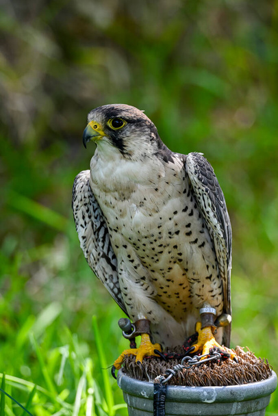 Falco biarmicus or borni falcon, barni or lanario is a species of falconiform bird in the Falconidae family. - Foto, imagen