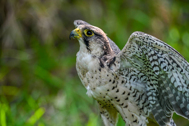 Falco peregrinus female or peregrine falcon, Scottish line. - Foto, Bild