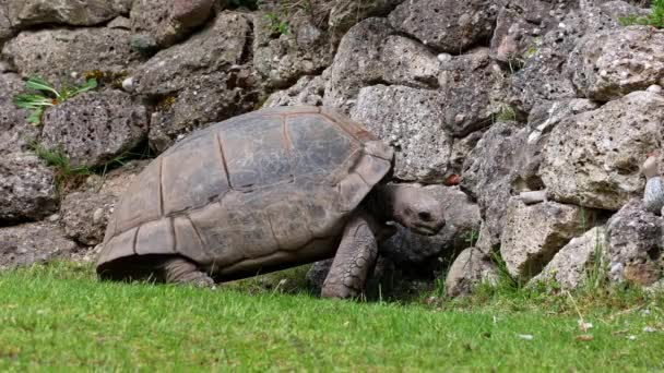 Żółw olbrzymi (Aldabrachelys gigantea) na wyspie Curieuse (miejscu udanego programu ochrony dzikiego żółwia) na wyspie Praslin na Seszelach - Materiał filmowy, wideo