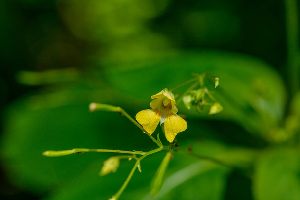 Impatiens parviflora, small balsam flowers in forest closeup selective focus .Blooming small balsam in sunny May . - Photo, image