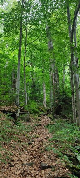 beautiful forest in the mountains - Valokuva, kuva