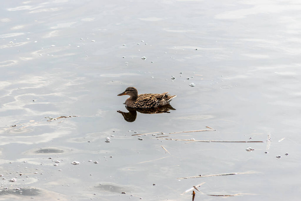 Mallard Duck swims in the river. - Zdjęcie, obraz