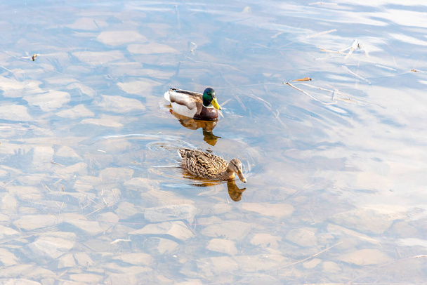 Two mallard duck swim in the river. - Photo, image