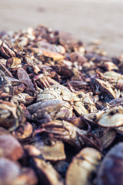 a large pile of dead crabs. High quality photo - Photo, Image