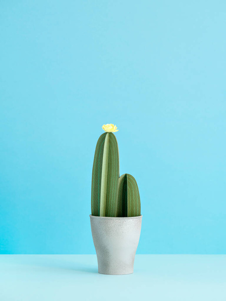 Pot with artificial succulent plant on blue background. Creative three-dimensional paper cactuses for minimalist design. Exotic summer concept. Side view, copy space, vertically oriented image. - Foto, Imagen