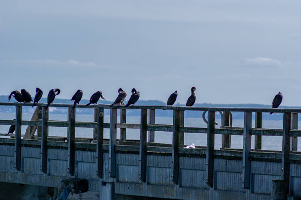 Einige Kormorane sitzen auf einem Geländer einer Seebrücke an der Ostsee - Foto, Bild