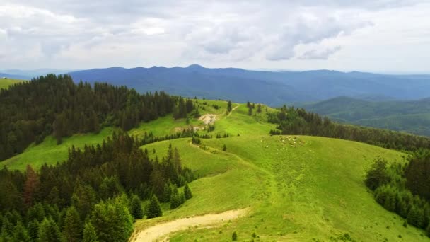 Letecký pohled na přírodu v Rumunsku. Karpatské hory částečně pokryté bujným lesem, pasoucí se krávy - Záběry, video