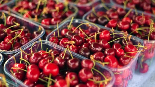 A counter with a lot of cherries in containers - Materiał filmowy, wideo