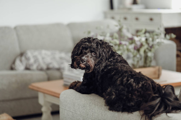 Petit chien croisé Cavoodle noir assis sur des meubles à la maison - Photo, image