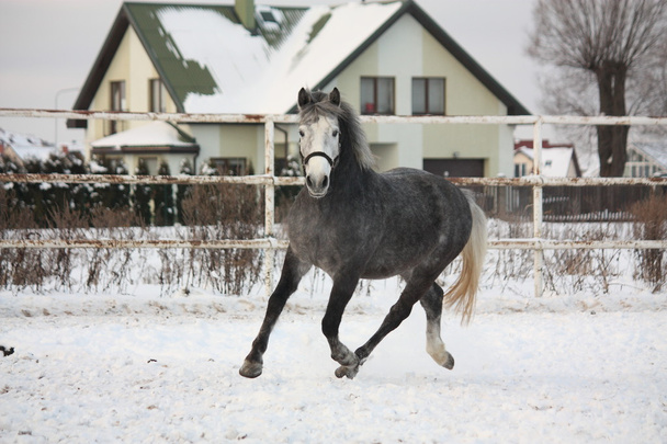Donker grijze pony draven in de sneeuw - Foto, afbeelding