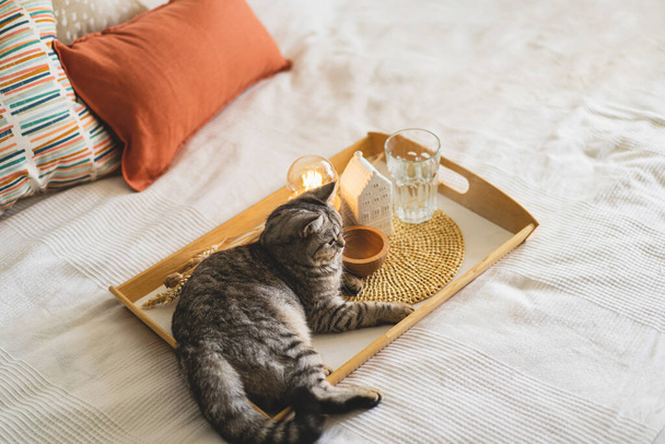 Aranyos macska a skót egyenes és ágynemű párnák egy fehér ágy lakberendezési. Csendélet részletek otthon az ágyon. Kényelmes otthon. Édes otthon. - Fotó, kép