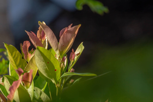 Listy rostliny bobkový list, které jsou světle fialové barvy, a začínají zezelenat, jak stárnou, se používají k ochucení v tropických pokrmech - Fotografie, Obrázek