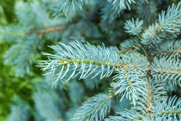 Closeup view of beautiful blue spruce branches - Foto, imagen
