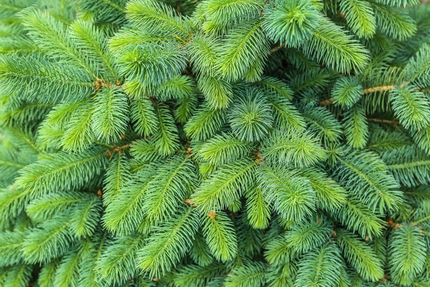 Closeup view of pine tree branches - Foto, Bild