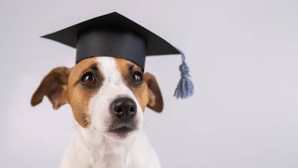 Cute dog jack russell terrier in an academic cap on a white background - Foto, Imagen