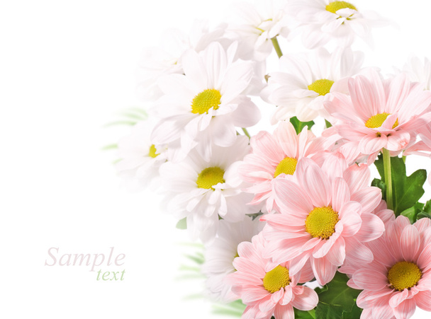 Daisies flowers on white background - Фото, зображення