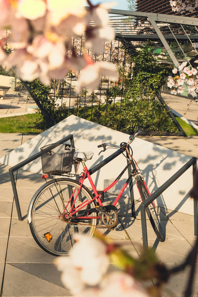 Bisikletler Sakura ağaçlarının altına park ediyor ve kiraz çiçekleri güneşli bahar zamanı güneşin altında parıldıyor. Kiralık bisiklet konsepti. Pembe çiçekli ve pembe bisikletli doğa manzarası - Fotoğraf, Görsel